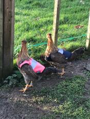 Darcy et pip dans leurs nouvelles vestes Omlet!