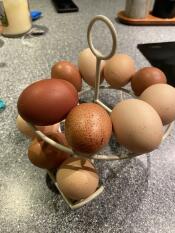 œufs sur le skelter