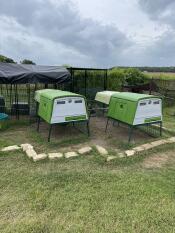 Deux verts Eglu Cube grands poulaillers et parcours dans le jardin