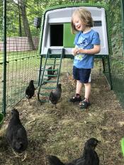 Juste un garçon et ses poules 