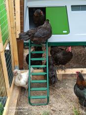 7 poulets en liberté dans leur enclos