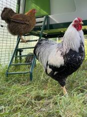 Deux poulets Goretournant à leur poulailler en utilisant l'échelle
