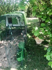 Cube poulailler dans un jardin ensoleillé avec un parcours et des couvertures attachées