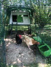 Deux poulets dans un parcours avec un poulailler Cube 