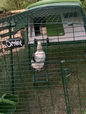 Omlet vert Eglu Cube grand poulailler et parcours pour poules