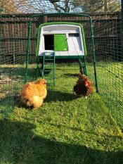 Deux poulets dans le parcours de leur poulailler