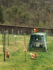 Poulets avec Omlet vert Eglu Cube grand poulailler et parcours et Omlet clôture pour poulets