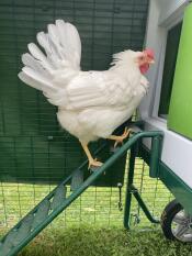 Une poule qui monte les escaliers de son poulailler