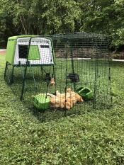 Un grand poulailler vert Eglu Cube avec un parcours attaché et beaucoup de poulets bruns à l'intérieur