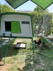 Omlet vert Eglu Cube grand poulailler dans le parcours