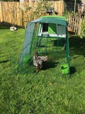 Vert Eglu Cube grand poulailler et parcours pour poules dans le jardin