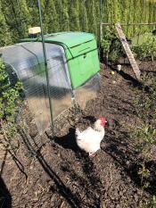 Omlet vert Eglu Cube grand poulailler et parcours avec poulets