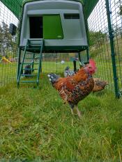 Deux poulets profitant de l'herbe dans leur enclos
