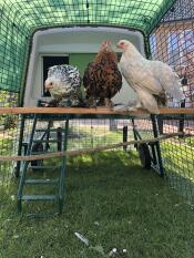Trois poulets sur un perchoir en bois, devant un grand poulailler vert Cube dans un parcours avec des couvertures