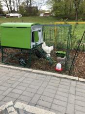 Omlet vert Eglu Cube grand poulailler et parcours pour poules