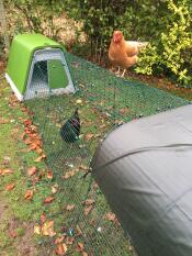 Une poule perchée sur le rebord de son poulailler