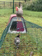 Une poule qui profite de la vue depuis le toit de son poulailler