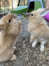 Deux lapins Discovering leur porte-bonbons