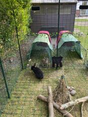 Reggie et franklyn adorent leur nouvelle maison