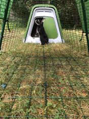 Notre adorable lapin adore son nouveau clapier.