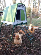 Des poulets qui se promènent dans leur poulailler vert.