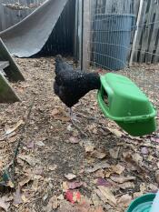 Nourrisseur d'enquête pour poulets