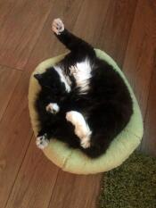 Il aime tellement son lit, mon chat de salon me manque ! 