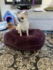 Un chihuahua assis sur son lit violet en forme de beignet