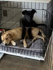 Deux chiens partageant une cage pour chien Fido Studio .