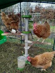 Poules heureuses