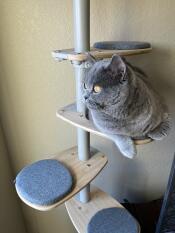 Vie de chat