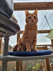 Un chat orange debout sur une étagère avec un coussin bleu, sur son arbre à chat extérieur