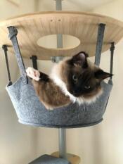 Chat regardant hors du hamac par rachel stanbury 