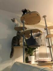 Chats en intérieur Freestyle par rachel stanbury 