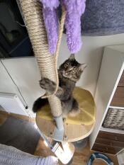 Arbre à chat de style libre 