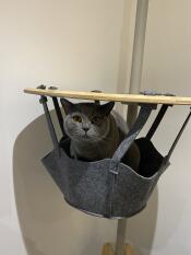 Un chat gris assis dans le panier de son arbre à chat d'intérieur