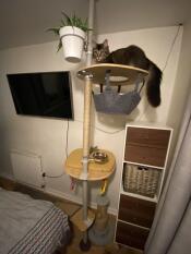 Il adore son nouvel arbre à chat