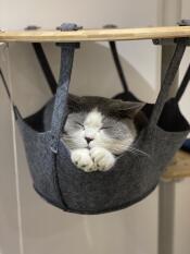 Un chat blanc et gris qui fait un petit somme dans le hamac de son arbre à chat d'intérieur