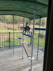 Ils sont très heureux dans leur catio.