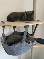 Deux chats gris se détendant sur leur arbre à chat d'intérieur