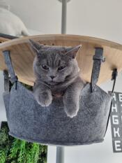 Un chat dans son hamac, sur un arbre à chat d'intérieur