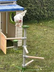 Arbre à poules sur pied