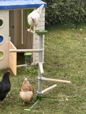 Ils aiment cet arbre à poules
