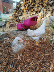 Poule picorant sur Omlet Poppy picorer jouet porte-gâteries