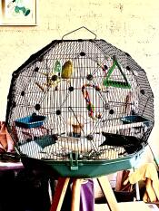 Les oiseaux adorent leur nouvelle cage à oiseaux Omlet Geo !