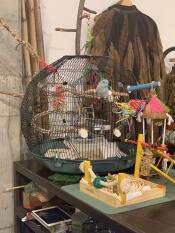 Un oiseau dans sa cage qui a de nombreux accessoires