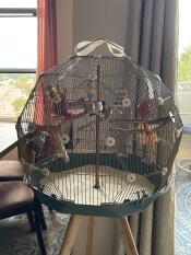 Cage à oiseaux 