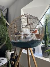 Une cage à oiseaux Geo près d'une fenêtre.