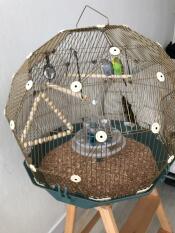 Geo cage pour oiseaux avec deux perruches avec Gold cage et base sarcelle