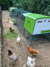 Tunnel poulailler avec possibilité de fermeture pour poulailler destiné à la poule couveuse et aux poussins 